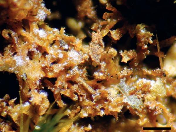 Acremonium spegazzinii D. Hawksw.