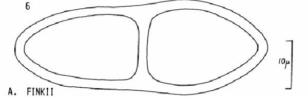 Acrocordia megalospora (Fink) R.C. Harris