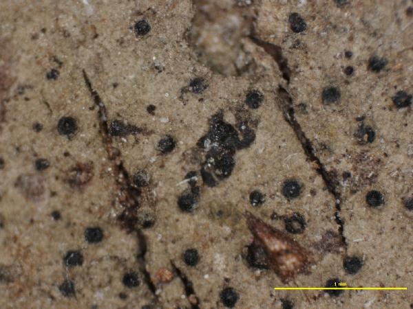 Acrocordia virella G. Merr. ex Zahlbr.
