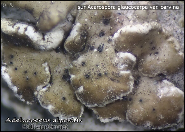 Adelococcus alpestris (Zopf) Theiss. & Syd.