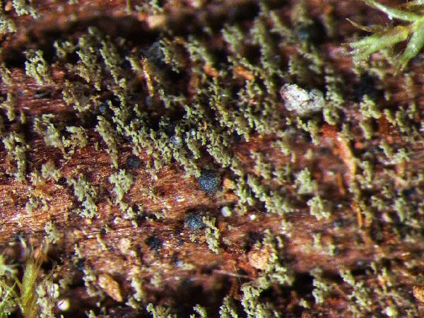 Agonimia flabelliformis J.P. Halda, Czarnota & Guzow-Krzem.