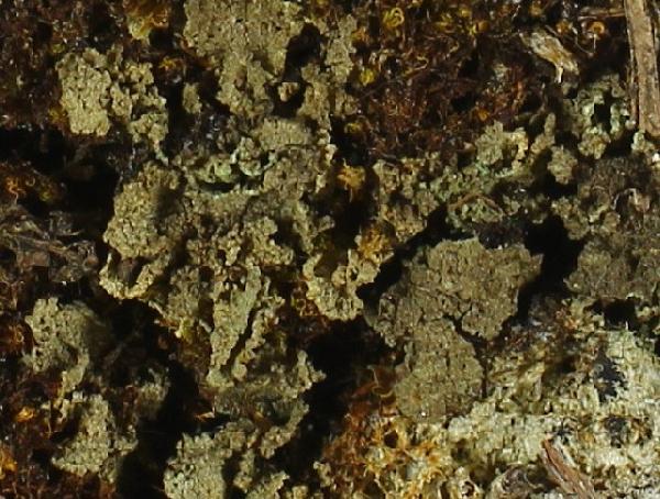 Agonimia foliacea (P.M. Jørg.) Lücking & Moncada