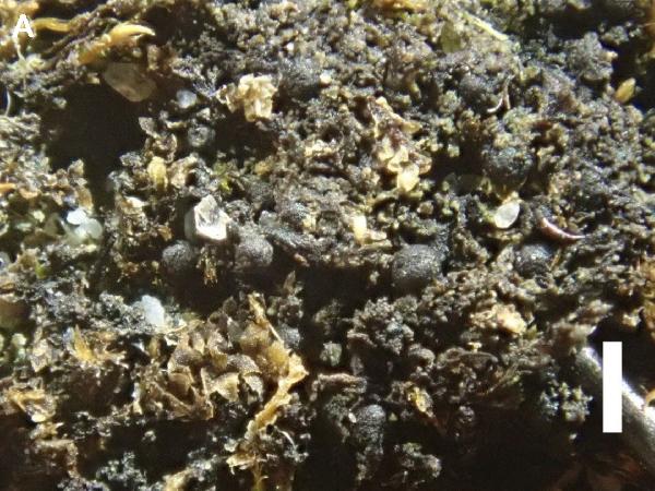 Agonimia globulifera M. Brand & Diederich