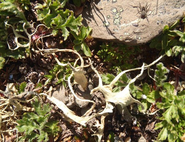 Alectoria sarmentosa subsp. vexillifera (Nyl.) D. Hawksw.