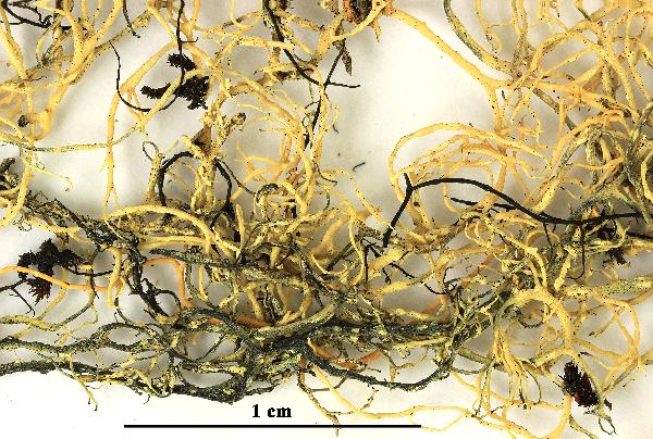 Alectoria subnigricans Vězda