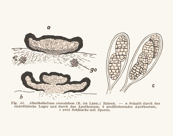 Allarthothelium crenulatum (B. de Lesd.) Redinger