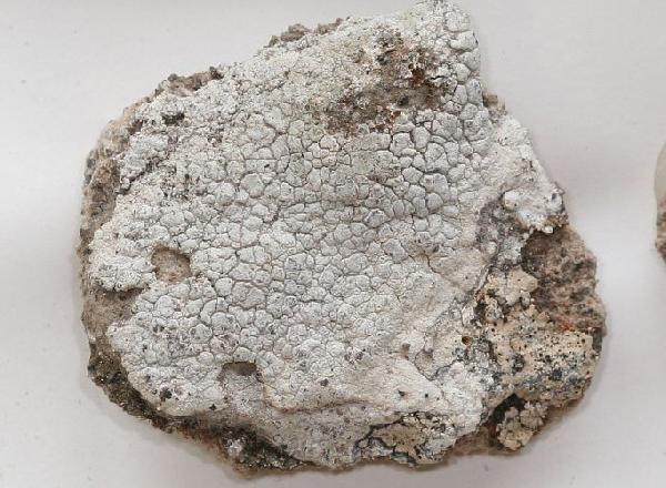 Allarthothelium elliottii (Vain.) Zahlbr.