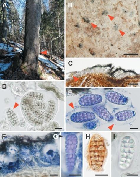 Allarthothelium endochlorum Vondrák