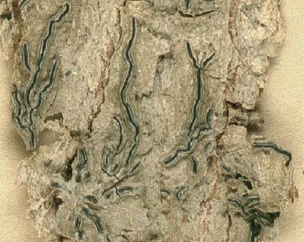 Allographa altamirensis (Sipman & Lücking) Lücking & Kalb