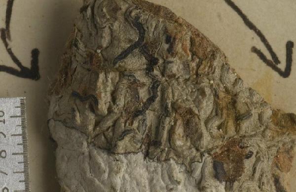 Allographa celata (Stirt.) Lücking & Kalb