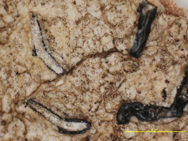 Allographa cognata (Müll. Arg.) Lücking & Kalb