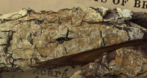 Allographa dealbata (Nyl.) Lücking & Kalb
