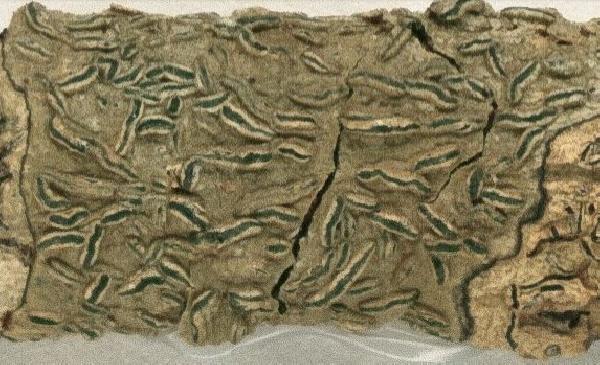 Allographa elmeri (Vain.) Lücking & Kalb