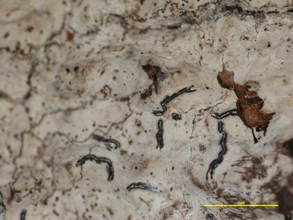 Allographa farinulenta (Müll. Arg.) Lücking & Kalb