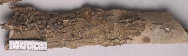 Allographa flabillata (Makhija, Adaw. & Patw.) Lücking & Kalb