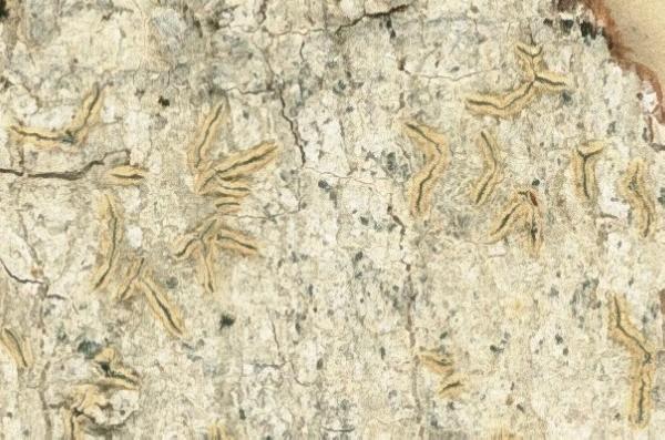 Allographa flavoaltamirensis (Sipman & Lücking) Lücking & Kalb