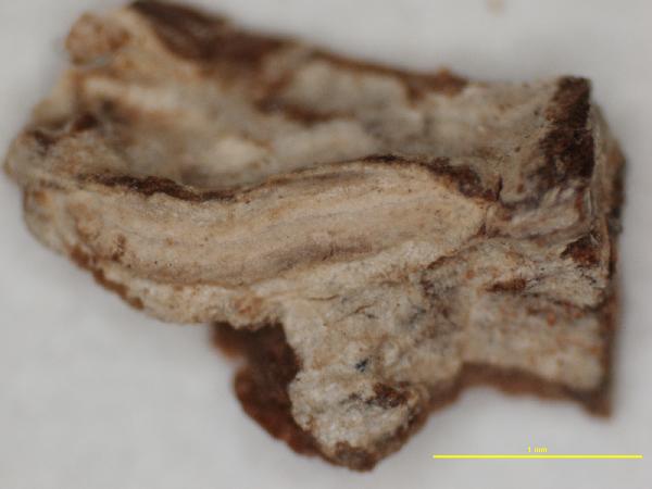 Allographa frumentaria (Fée) Lücking & Kalb