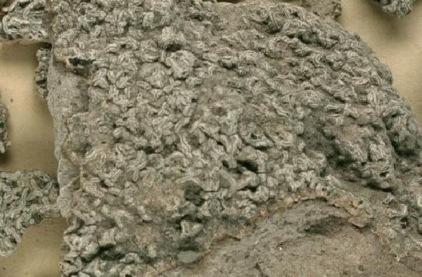 Allographa funilina (Aptroot) Lücking & Kalb