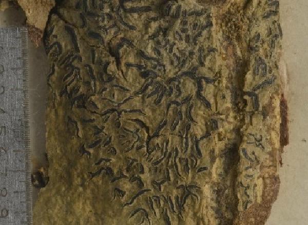 Allographa glauconigra (Vain.) Lücking & Kalb