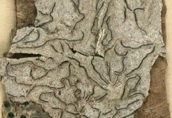 Allographa gregmuelleri (Sipman & Lücking) Lücking & Kalb