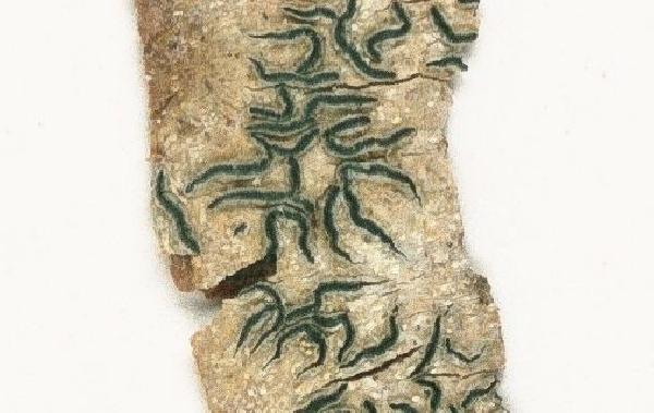 Allographa inspersostictica (Sipman & Lücking) Lücking & Kalb