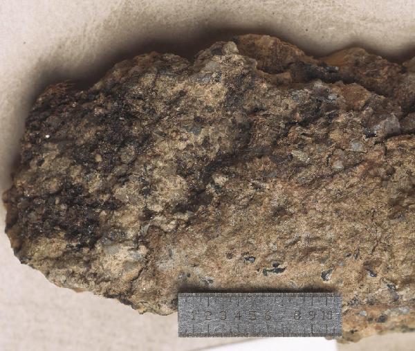 Allographa inturgescens (Kremp.) Lücking & Kalb