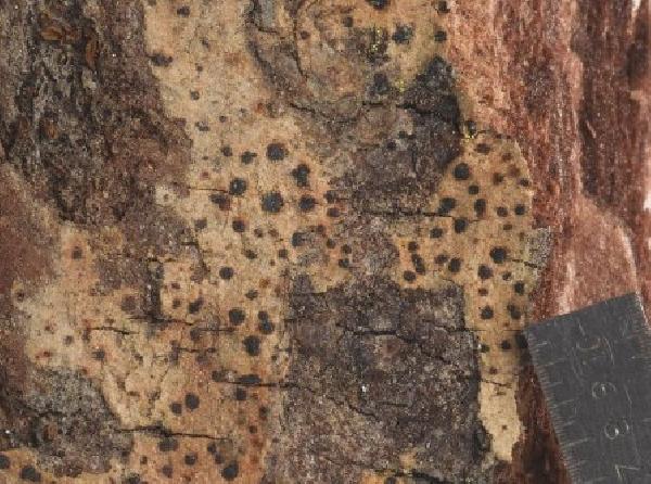 Allographa lecanactiformis (Zahlbr.) Lücking & Kalb