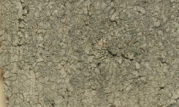 Allographa leucaenae (Aptroot) Lücking & Kalb