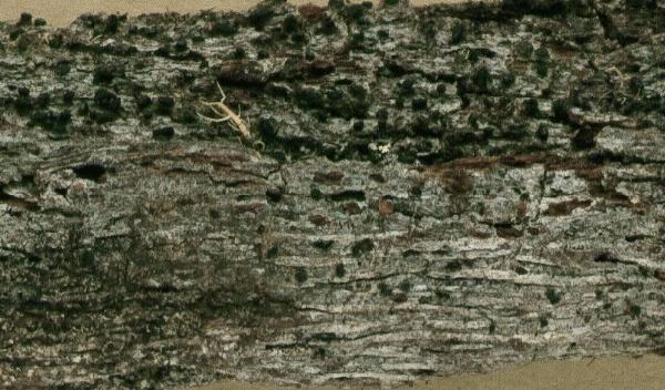 Allographa lourdesina (Aptroot) Lücking & Kalb