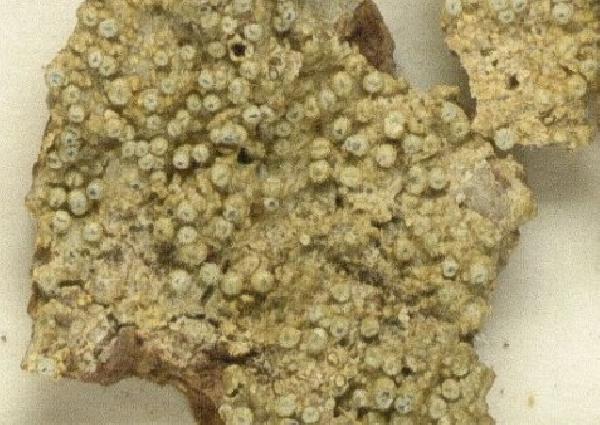 Allographa mexicana (Hale) Lücking & Kalb