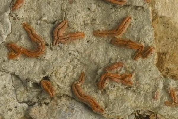 Allographa miniata (Redinger) Lücking & Kalb