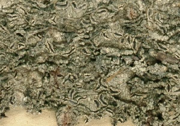 Allographa mirabilis (Lücking, Sipman, L. Umaña & Chaves) Lücking & Kalb