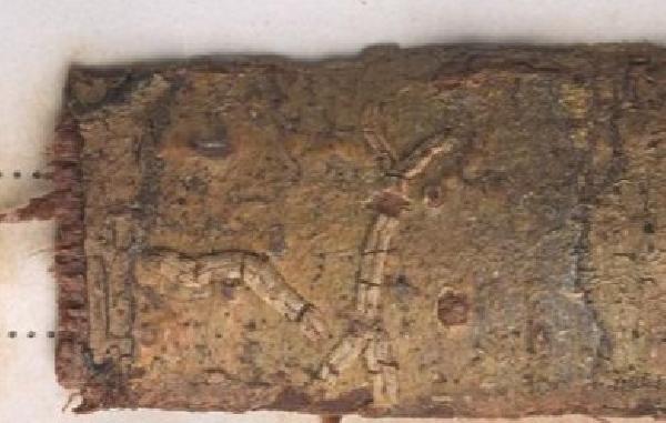 Allographa multistriata (Müll. Arg.) Lücking & Kalb