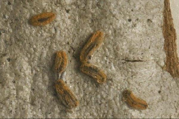 Allographa ochracea (C.W. Dodge) Lücking & Kalb