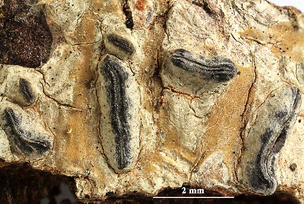 Allographa pilarensis (M. Cáceres & Lücking) Lücking & Kalb