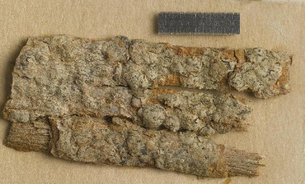 Allographa platypoda (Zahlbr.) Lücking, M. Cáceres & Aptroot