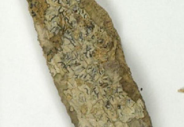 Allographa seminuda (Müll. Arg.) Lücking & Kalb