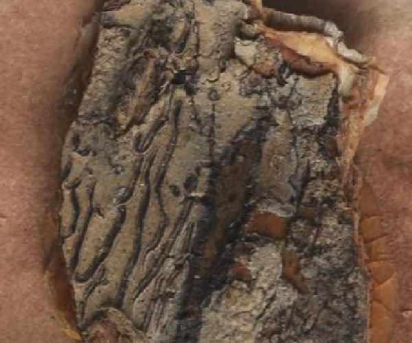 Allographa semirigida (Müll. Arg.) Lücking & Kalb