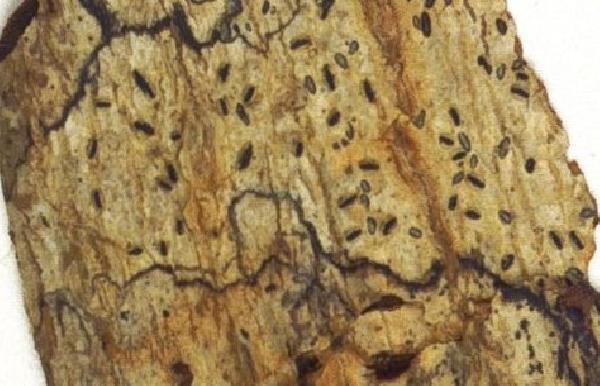 Allographa sorsogona (Vain.) Lücking & Kalb