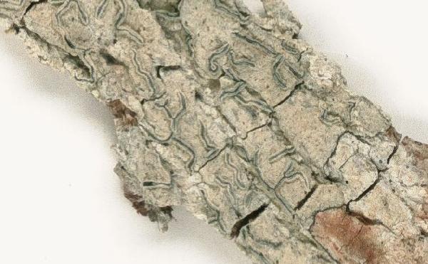 Allographa subturgidula (Lücking & Sipman) Lücking & Kalb