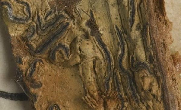 Allographa verminosa (Müll. Arg.) Lücking & Kalb