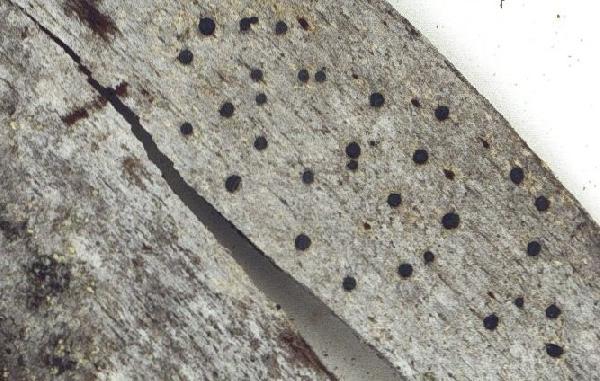 Amandinea analgifera (Aptroot & Diederich) Elix