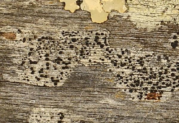 Amandinea brugierae (Vain.) Marbach