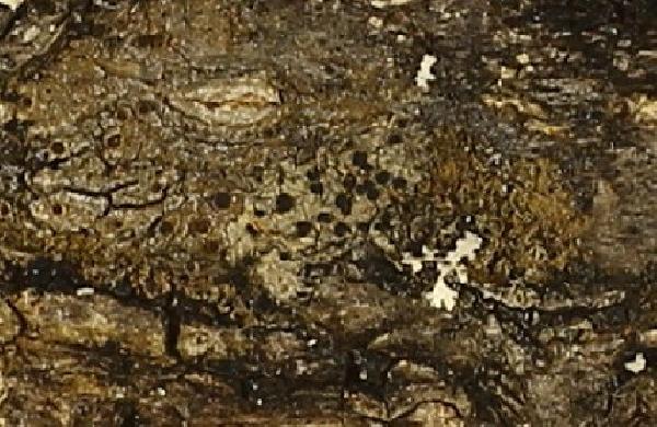 Amandinea diorista (Nyl.) Marbach