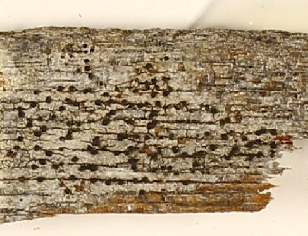 Amandinea endochroa (Malme) Marbach