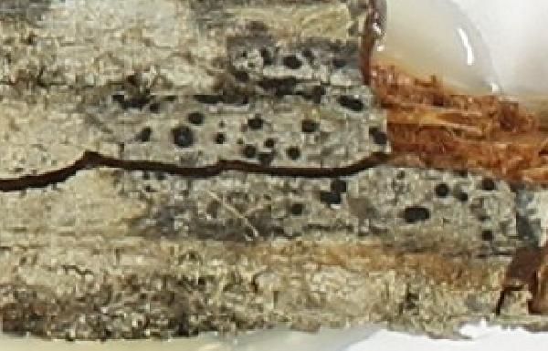 Amandinea errata Marbach