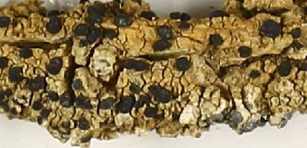 Amandinea incrustans (J. Steiner) Marbach