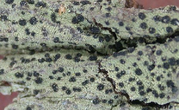 Amandinea leucomela (Imshaug) P.F. May & Sheard