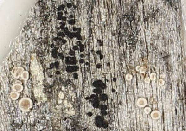 Amandinea mediospora Marbach