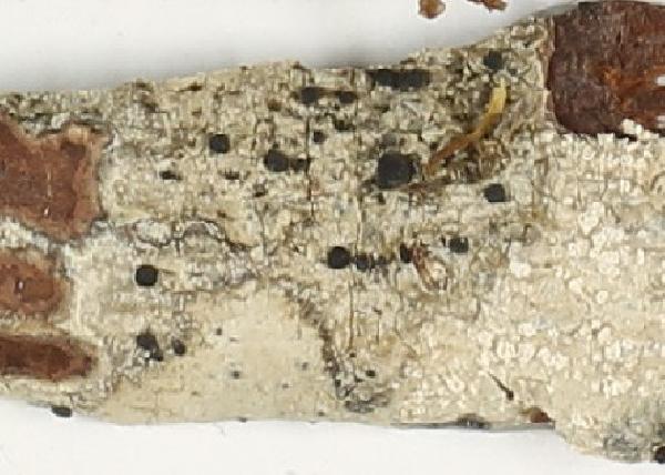 Amandinea megaspora Marbach